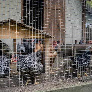 Brancs Rancs Lejlighed Dunabogdány